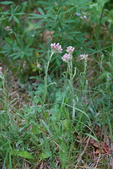 Antennaria rosea rosea