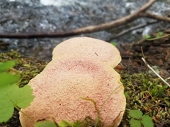 Suillus ochraceoroseus