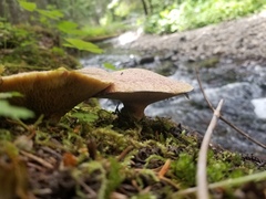 Suillus ochraceoroseus
