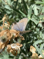 Icaricia icarioides evius