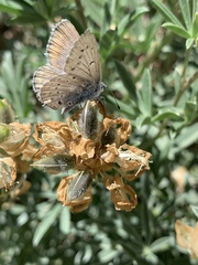 Icaricia icarioides evius