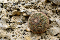 Mammillaria grusonii