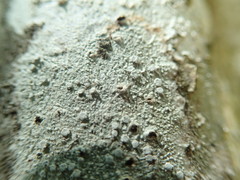 Pertusaria subambigens