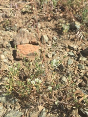 Arenaria serpyllifolia