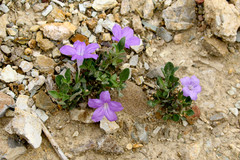 Ruellia parryi