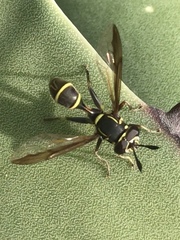 Polybiomyia capitis