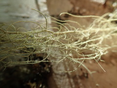 Usnea scabrata