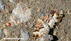Xanthorhoe biriviata