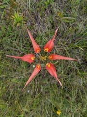 Lilium catesbaei image