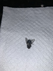 Calliphora