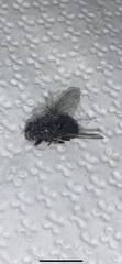 Calliphora