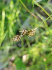 Carex brevior