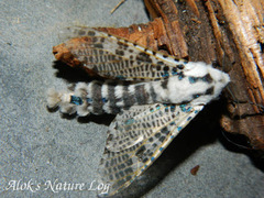 Zeuzera multistrigata