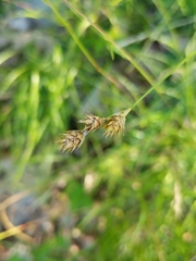 Carex brevior