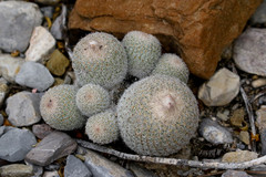 Epithelantha greggii