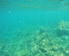 Hemiramphus saltator