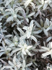 Achyranthemum argenteum