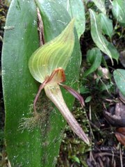 Pleurothallis sarcochila