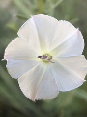 Evolvulus nuttallianus