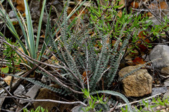 Astrolepis cochisensis