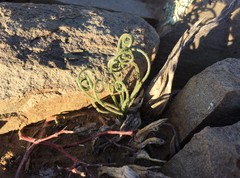 Albuca viscosa