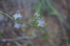 Frasera albicaulis nitida
