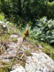 Carex brevior