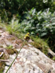 Carex brevior