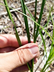 Carex brevior