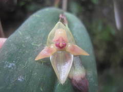 Pleurothallis variabilis