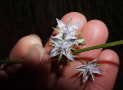 Frasera albicaulis nitida