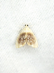 Glaphyria fulminalis
