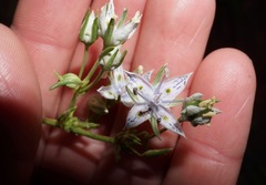 Frasera albicaulis nitida