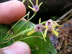 Pleurothallis dunstervillei