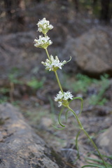 Frasera albicaulis nitida