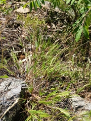 Dichanthelium meridionale