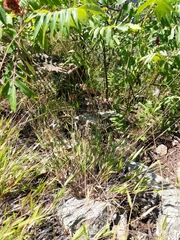 Dichanthelium meridionale