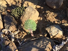 Albuca viscosa