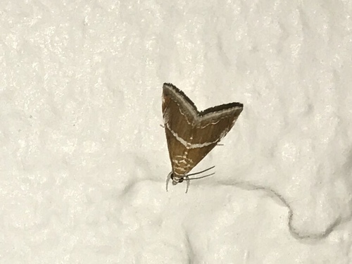 Abegesta reluctalis photo 4
