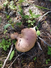 Suillus ochraceoroseus