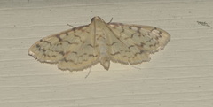 Polygrammodes flavidalis