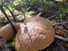 Suillus ochraceoroseus