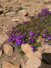 Penstemon davidsonii davidsonii