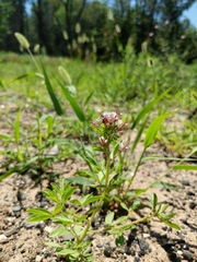 Polanisia dodecandra dodecandra