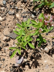 Polanisia dodecandra dodecandra