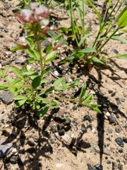 Polanisia dodecandra dodecandra