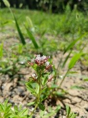 Polanisia dodecandra dodecandra