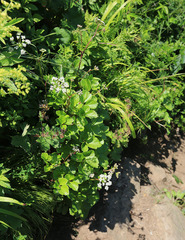 Ligusticum scothicum hultenii
