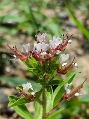 Polanisia dodecandra dodecandra