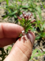 Polanisia dodecandra dodecandra